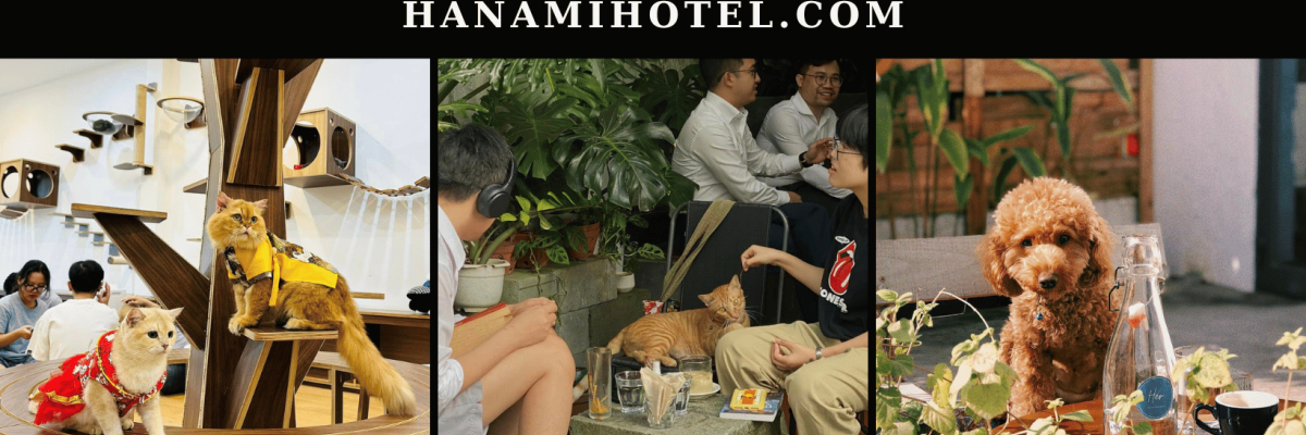 thucung canva 11184e7b