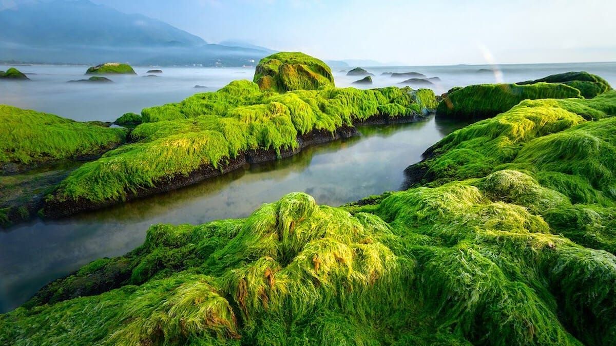 Rạn Nam Ô Đà Nẵng