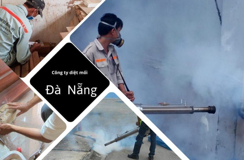diệt mối tại Đà Nẵng