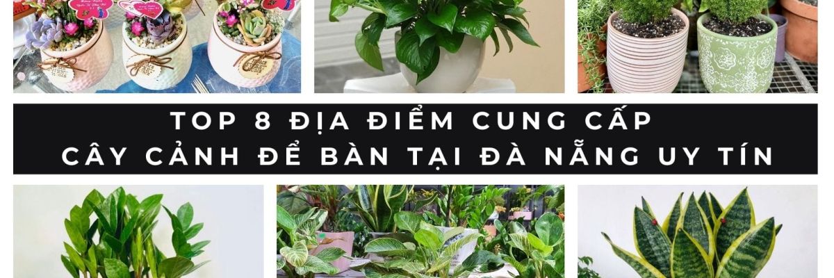 cay canh de ban tai da nang 658ccdc0