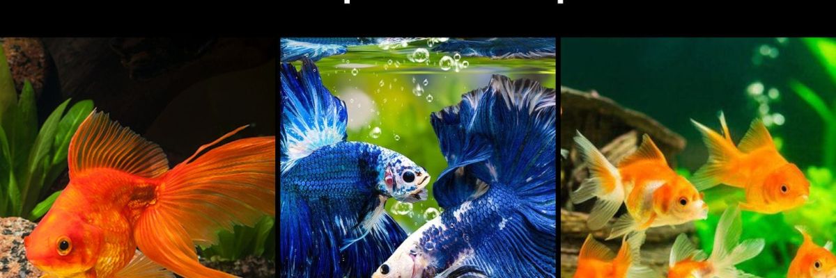 cua hang ban ca canh Da Nang 14 67ec5a66