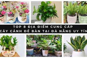 cay canh de ban tai da nang 8b39e697