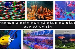 ban ca canh da nang 1 9cf39572