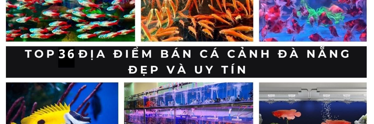 ban ca canh da nang 1 9e2d0307