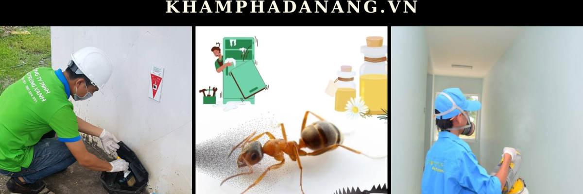 dich vu diet kien tai da nang cd62297d