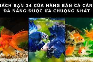 cua hang ban ca canh Da Nang 14 da172903