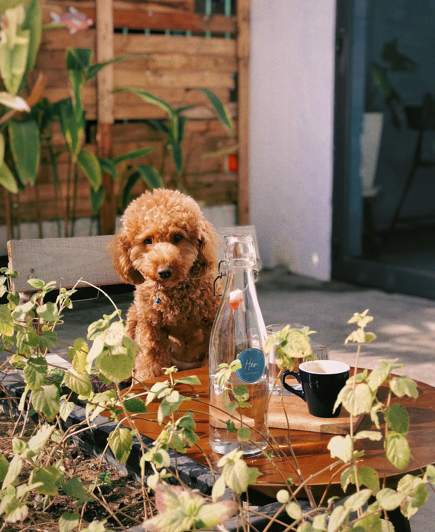 quán cafe thú cưng Đà Nẵng