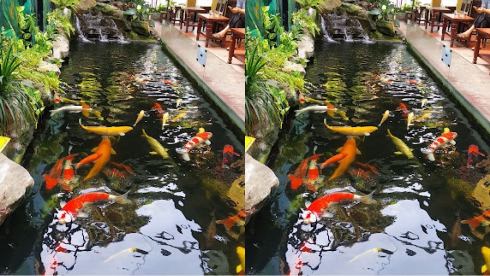cafe cá koi đà nẵng