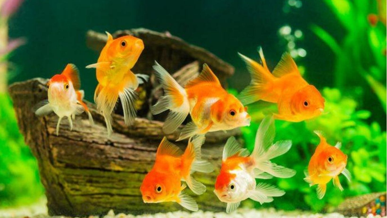 cửa hàng bán cá cảnh Đà Nẵng