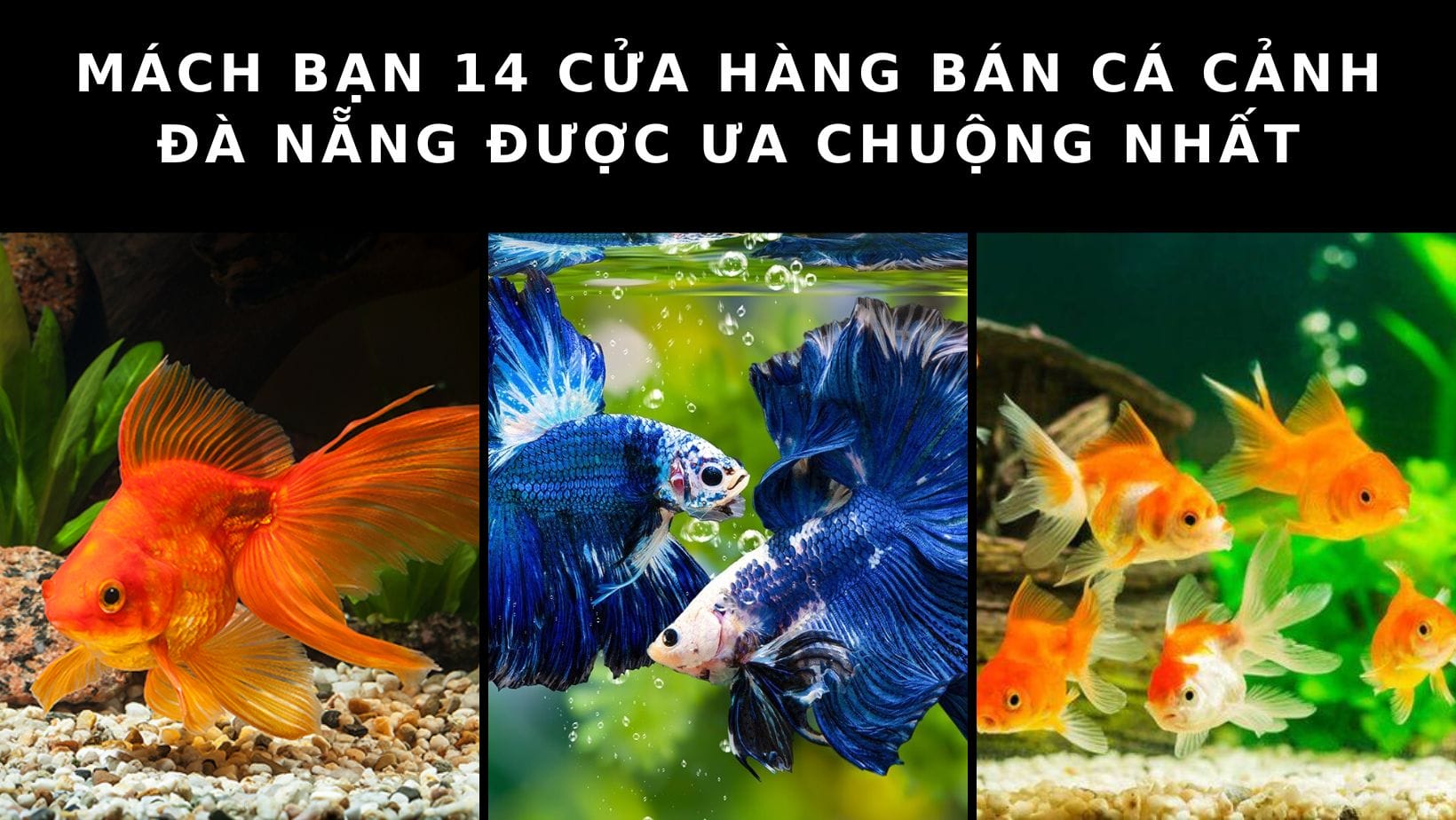 cửa hàng bán cá cảnh Đà Nẵng