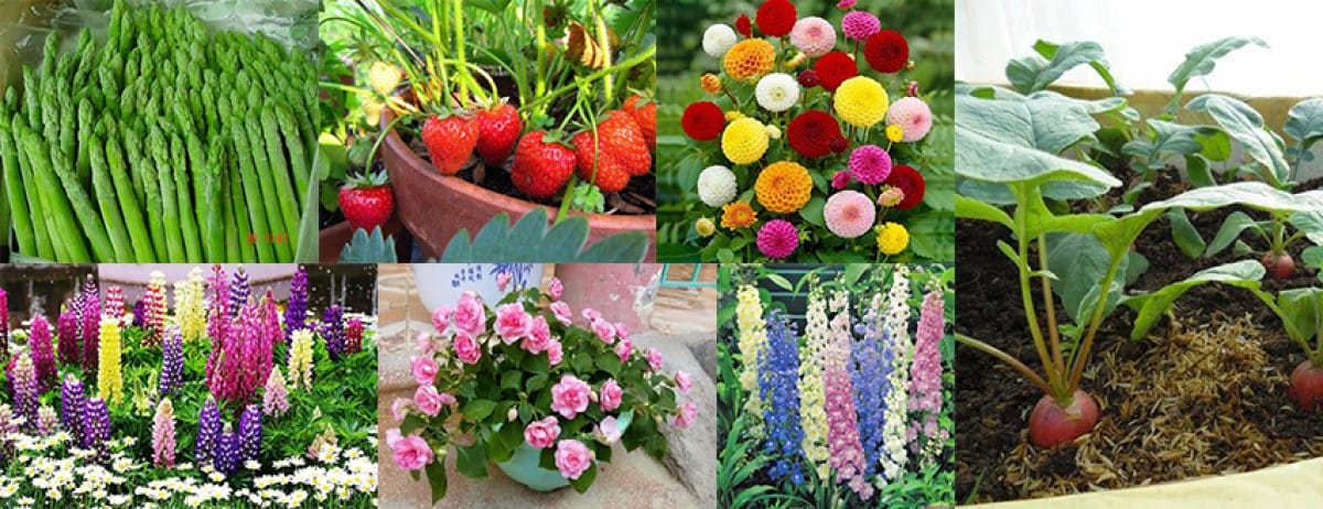 Shop Hạt Giống Xinh Đà Nẵng