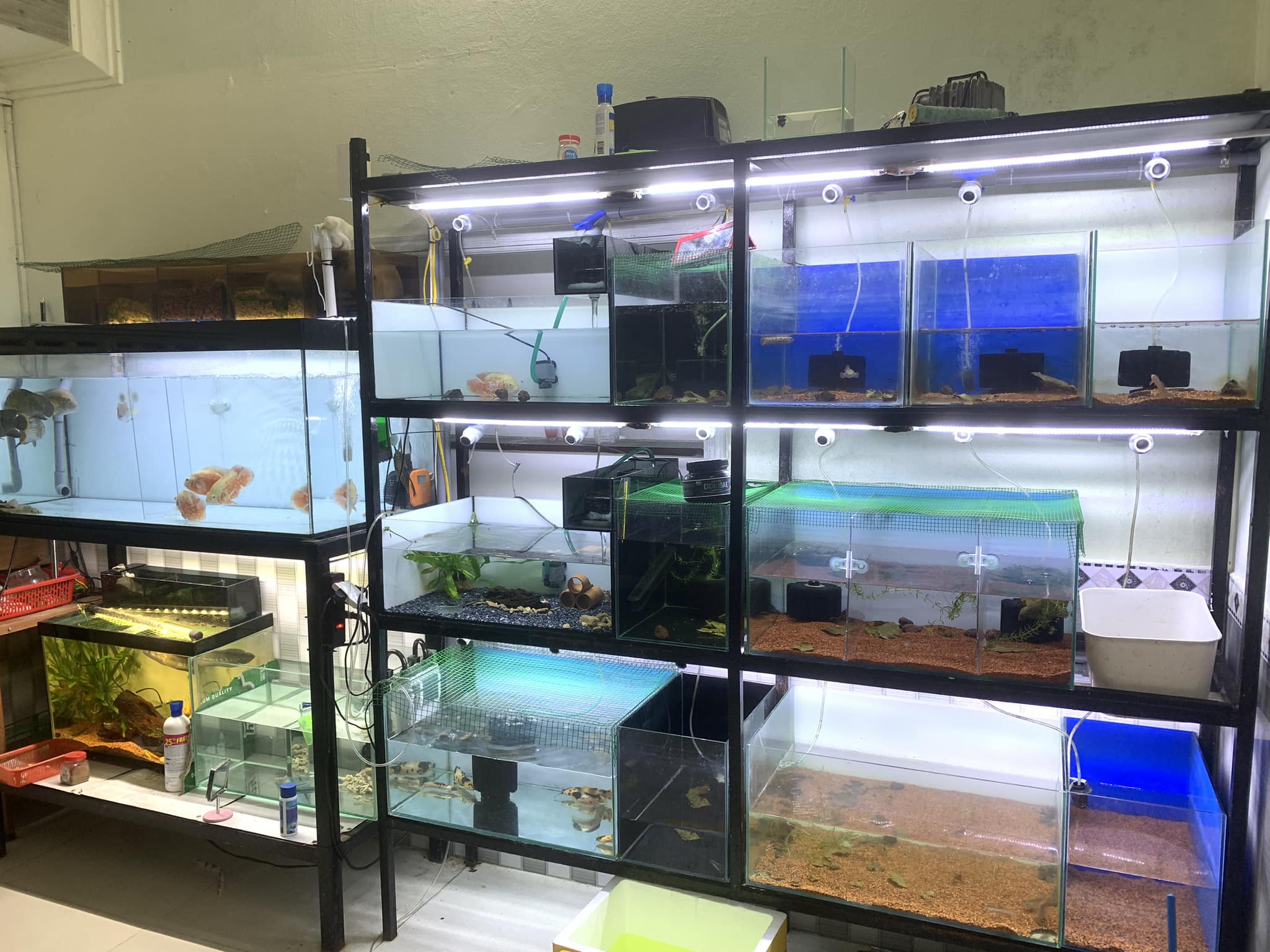 ca canh mfish da nang