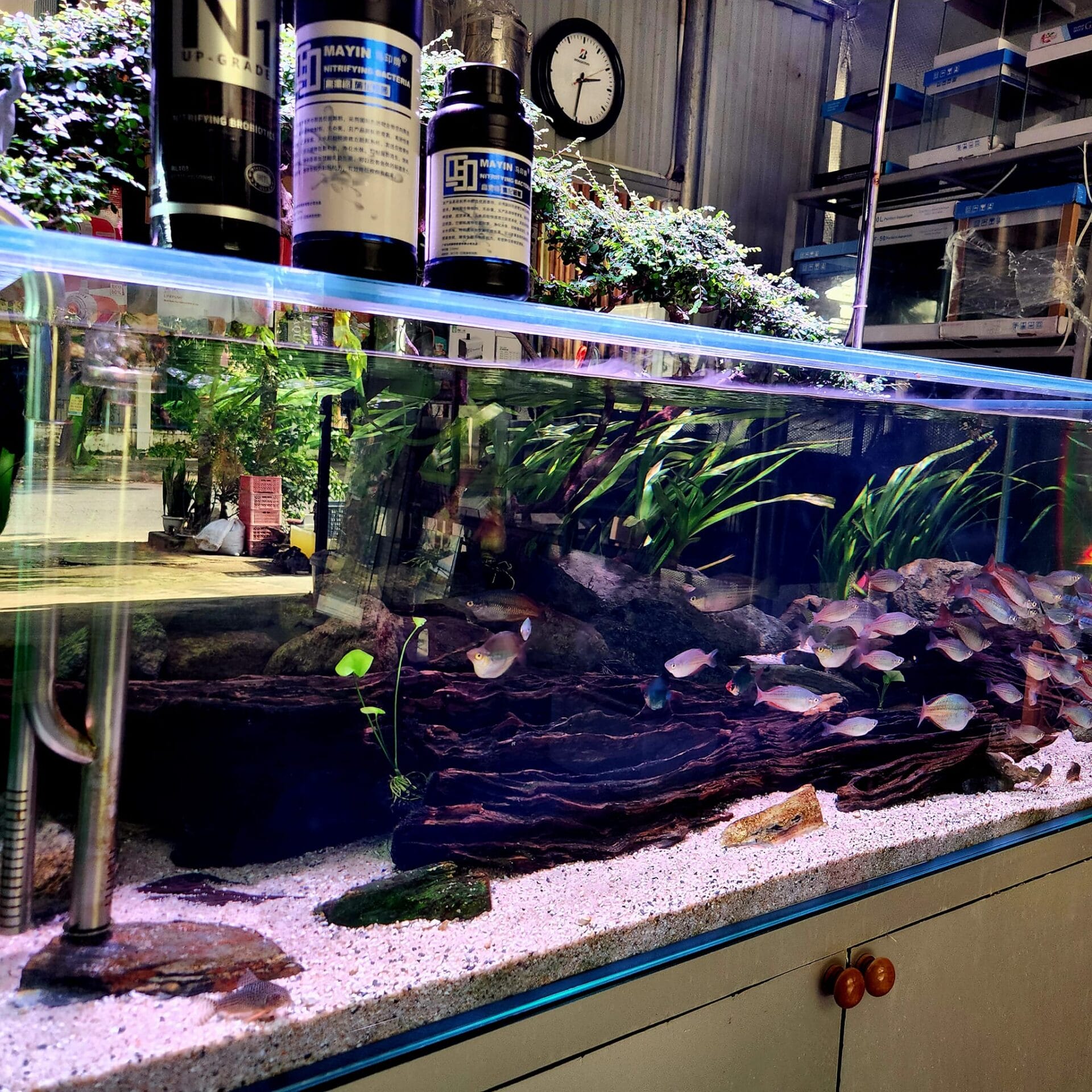 ca canh thuy sinh trung aqua