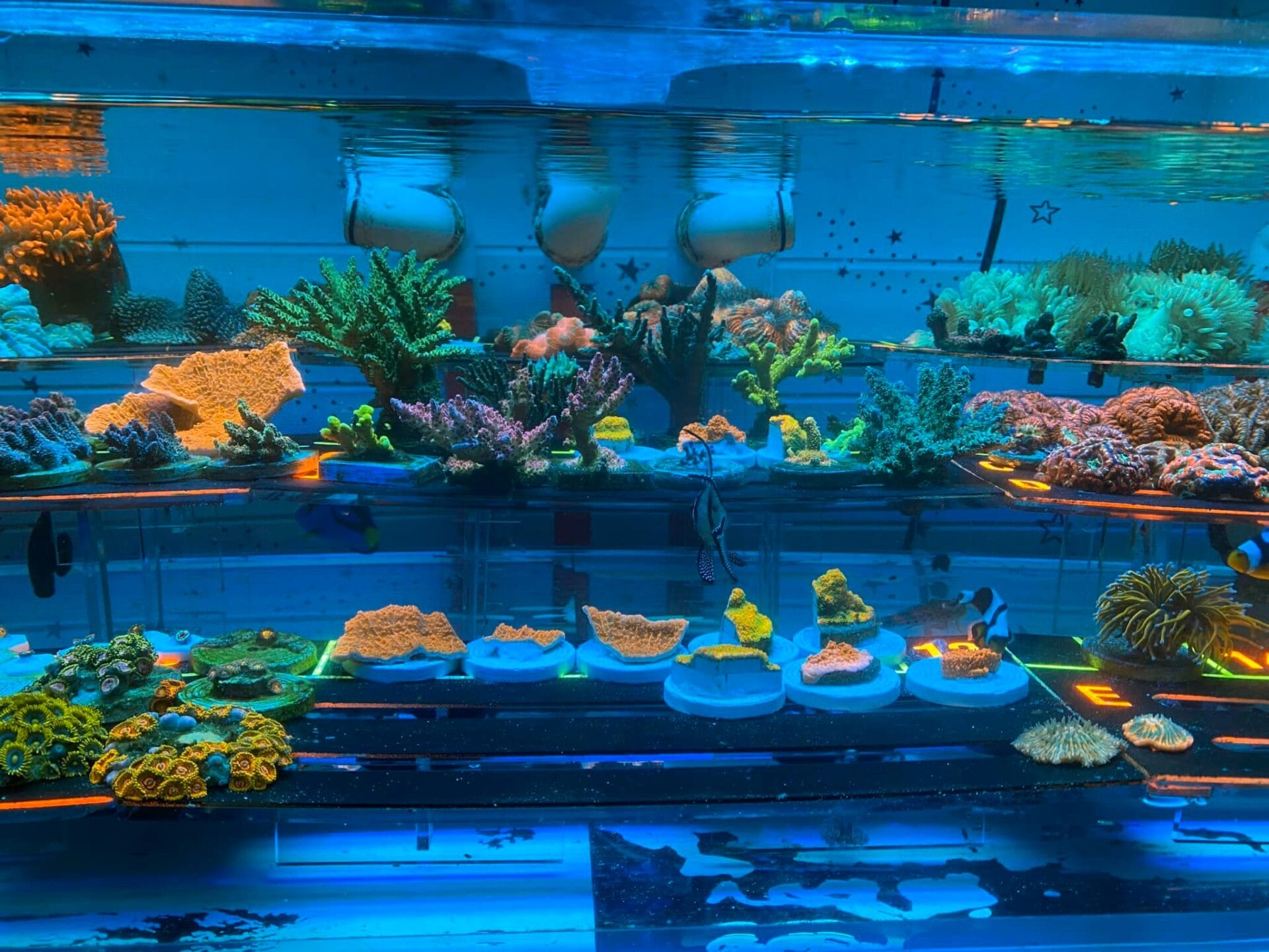 infinity coral farm san ho ca canh bien da nang