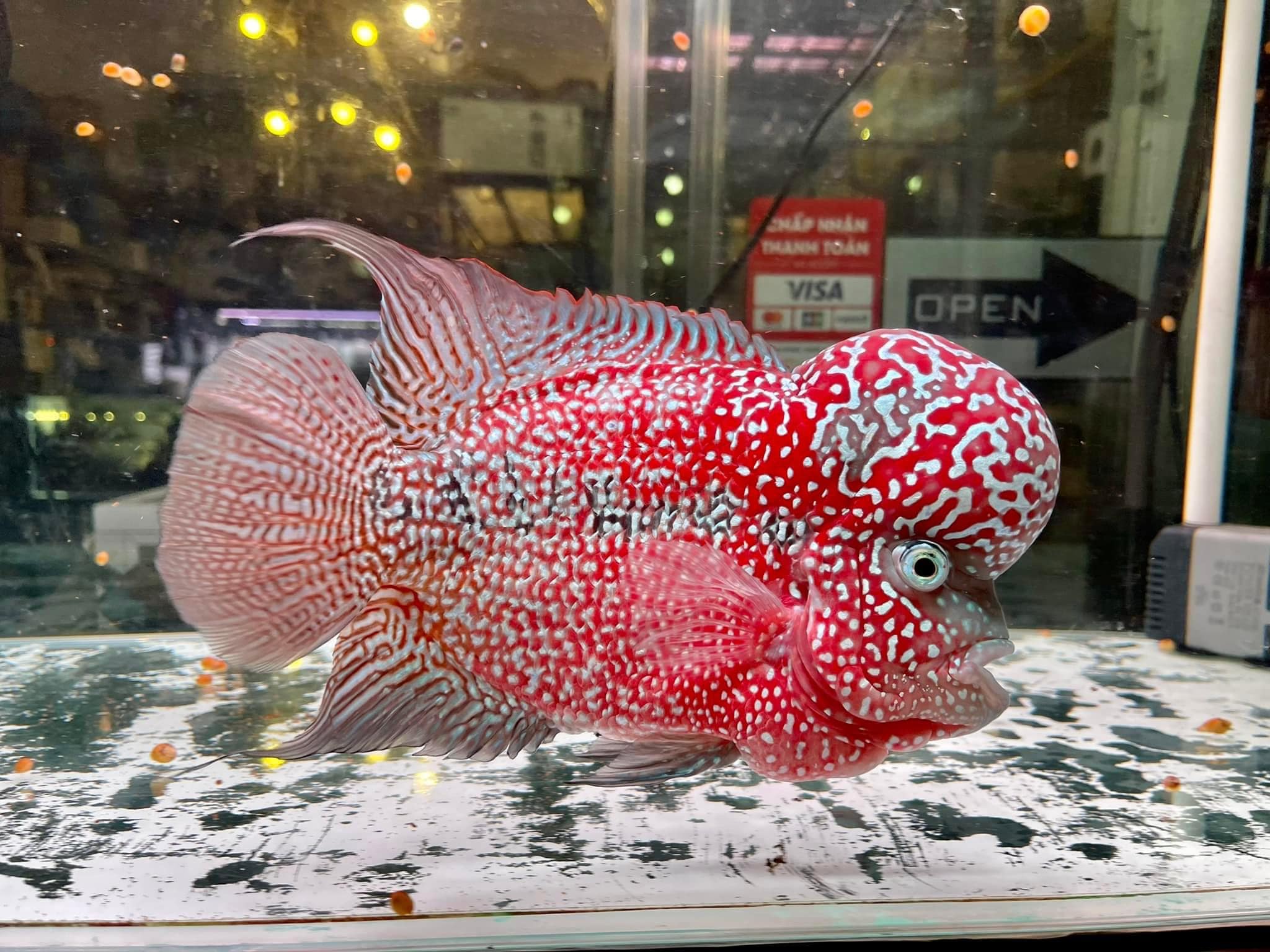 thuy sinh da nang ant aqua