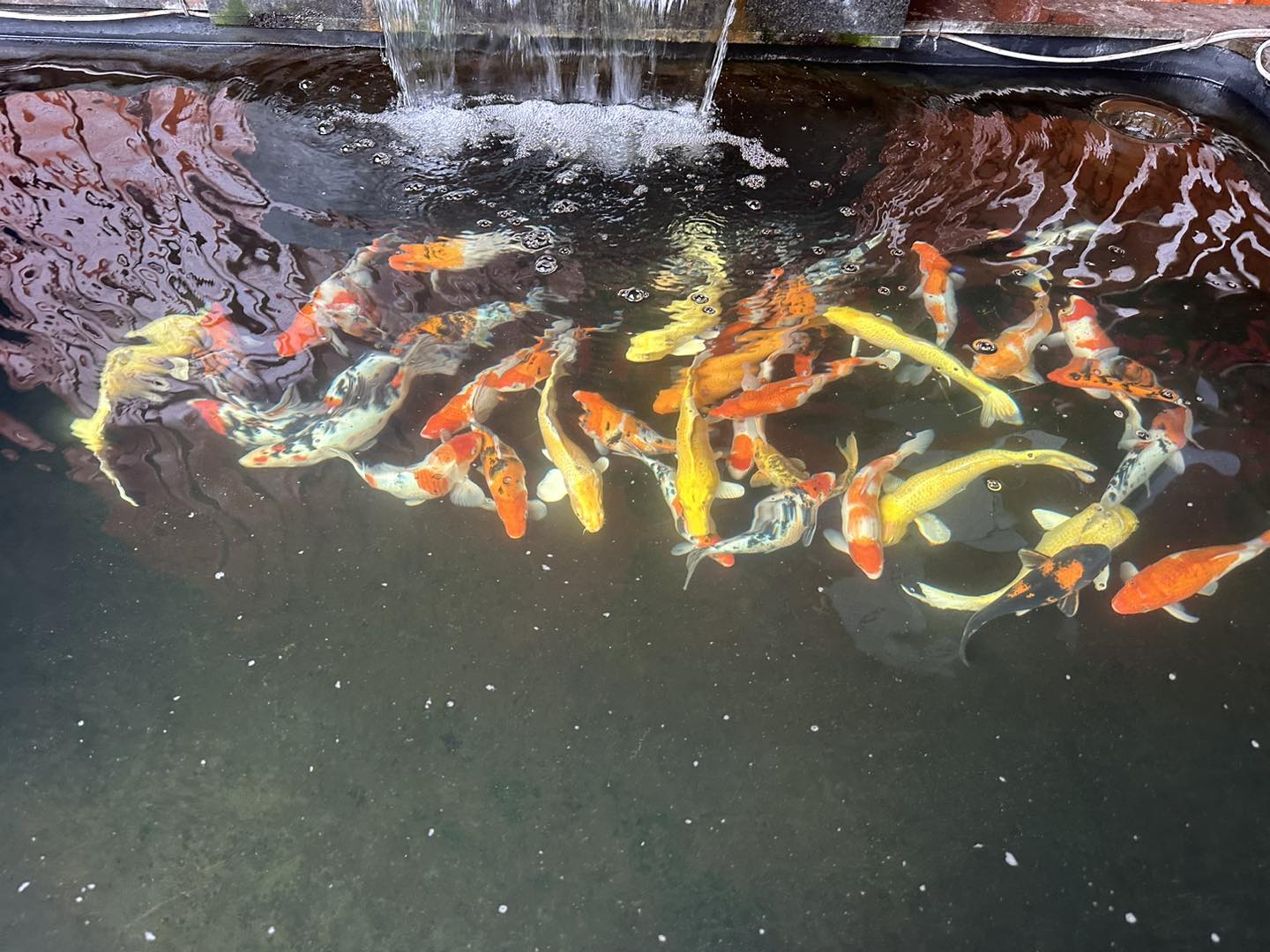 trai ca koi hoang van thai